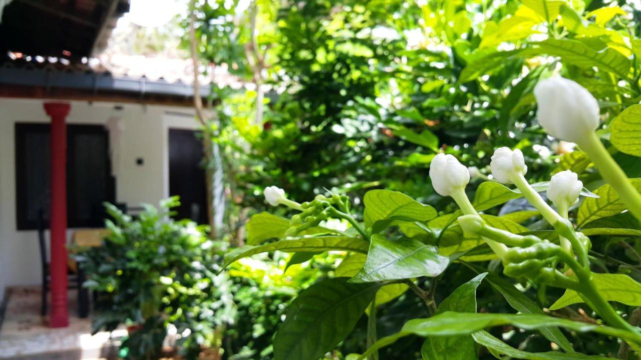 Green Garden Guest מיריסה מראה חיצוני תמונה